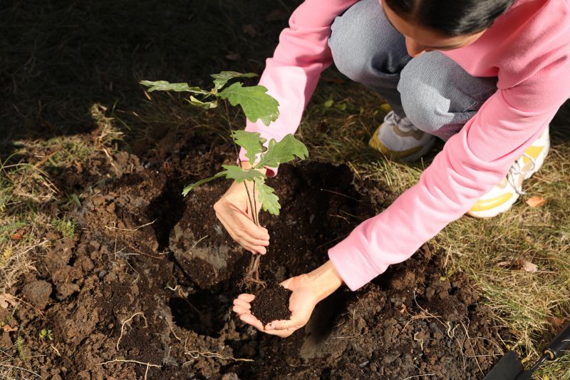 Palm Tree Planting in Honolulu, HI